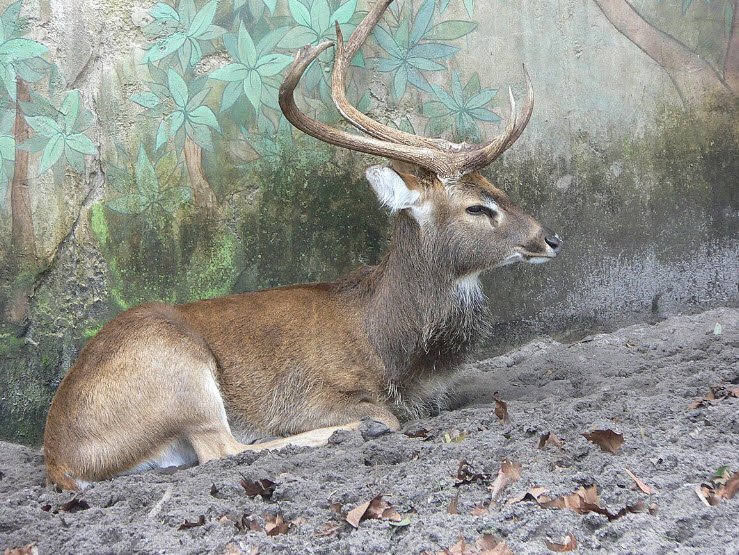 Puliebadze Wildlife Sanctuary, Kohima, Nagaland - Vushii.com Puliebadze Wildlife Sanctuary, Kohima, Nagaland - Vushii.com